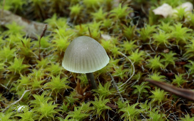 Groene Mycena, Mycena chlorantha, Duinen