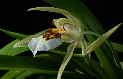 Coelogyne eberhardtii