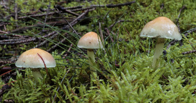 Hygrophorus sp