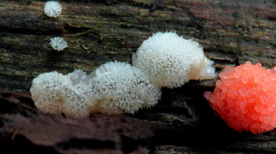 Links Ceratiomixa porioides en rechts Tubifera arachnoidea