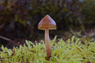 Galerina triscopa
