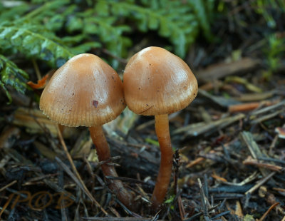 Galerina camerina, Dennenmosklokje