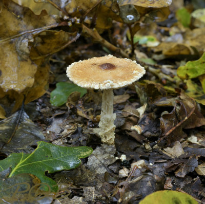 Lepiota magnispora, geelbruine wolsteel parasolzwam