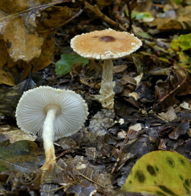 Lepiota magnispora, geelbruine wolsteel parasolzwam
