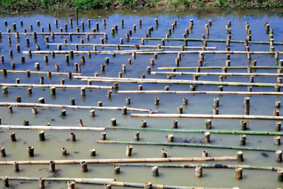 Bamboo Piling