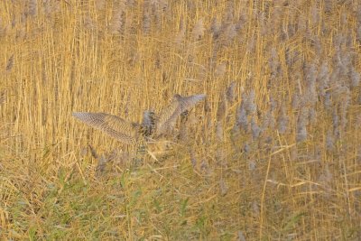 bittern