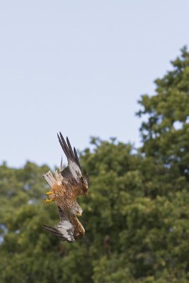 birds_of_prey