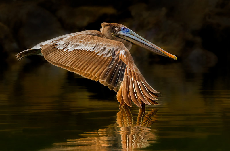 Wing tip reflection
