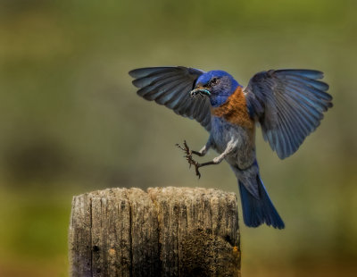 Bluebird landing