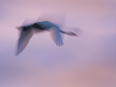 Swan abstract