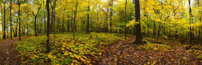 Panoramas