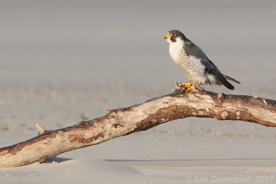 Slechtvalk - Peregrine Falcon - Falco peregrinus