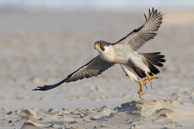 Slechtvalk - Peregrine Falcon - Falco peregrinus