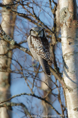 Sperweruil - Northern Hawk Owl - Surnia ulula