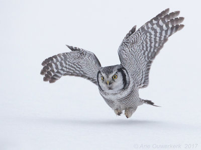 Sperweruil - Northern Hawk Owl - Surnia ulula