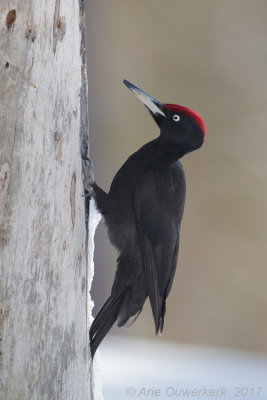 Zwarte Specht - Black Woodpecker - Dryocopus martius