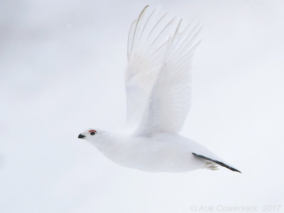 Moerassneeuwhoen - Willow Ptarmigan - Lagopus lagopus