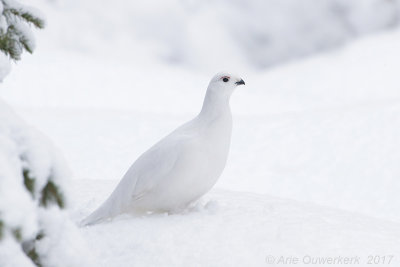 Moerassneeuwhoen - Willow Ptarmigan - Lagopus lagopus