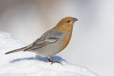 Haakbek - Pine Grosbeak - Pinicola enucleator