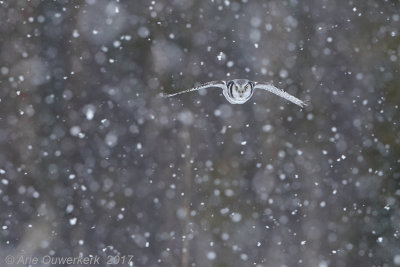 Sperweruil - Northern Hawk Owl - Surnia ulula