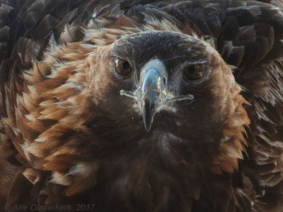 Steenarend - Golden Eagle - Aquila chrysaetos