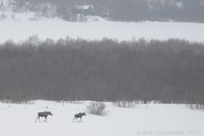 Eland - Eurasian Elk - Alces alces