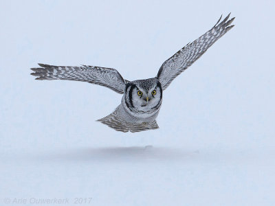 Sperweruil - Northern Hawk Owl - Surnia ulula