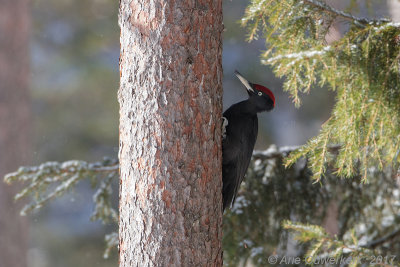 Zwarte Specht - Black Woodpecker - Dryocopus martius