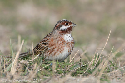 Hybride Witkopgors x Geelgors - Pine Bunting x Yellowhammer - Emberiza leucocephalos x Emberiza citrinella