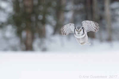 Sperweruil - Northern Hawk Owl - Surnia ulula
