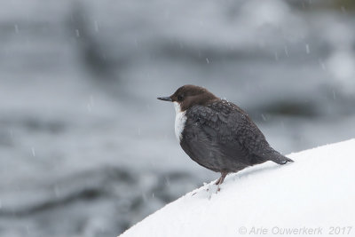 Waterspreeuw - White-throated Dipper - Cinclus cinclus cinclus