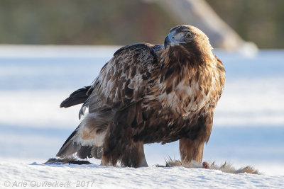 Steenarend - Golden Eagle - Aquila chrysaetos