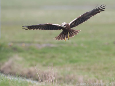 Bruine Kiekendief - Western Marsh Harrier - Circus aeruginosus