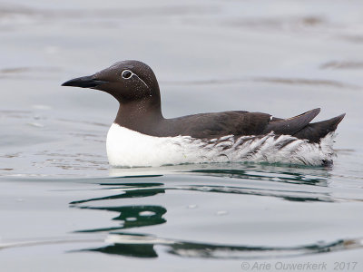 Zeekoet - Common Murre (Guillemot) - Uria aalge