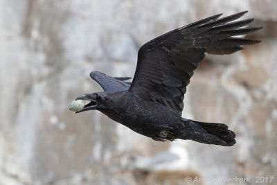 Raaf - Common Raven - Corvus corax