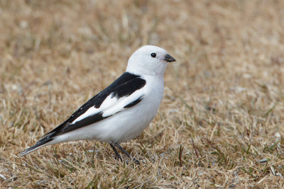 Sneeuwgors - Snow Bunting - Plectrophenax nivalis