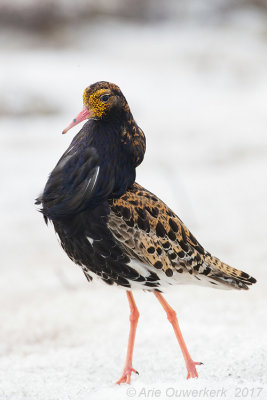 Kemphaan - Ruff - Philomachus pugnax