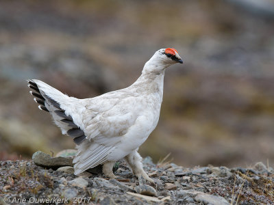 Spitsbergensneeuwhoen - (Rock) Ptarmigan - Lagopus muta hyperborea