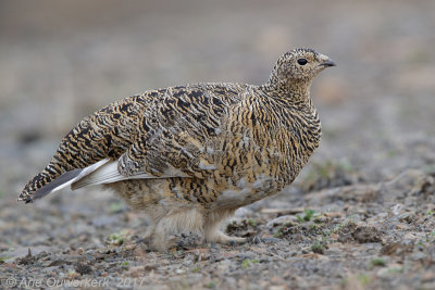 Spitsbergensneeuwhoen - (Rock) Ptarmigan - Lagopus muta hyperborea