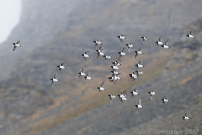 Kleine Alk - Little Auk - Alle alle