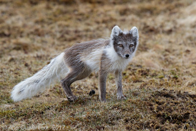 Poolvos - Arctic Fox - Vulpes lagopus