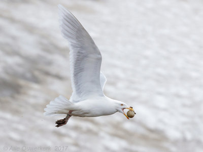 Grote Burgemeester - Glaucous Gull - Larus hyperboreus