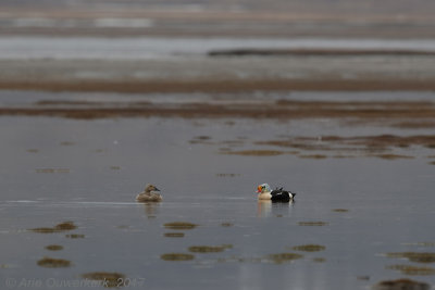 Koningseider - King Eider - Somateria spectabilis
