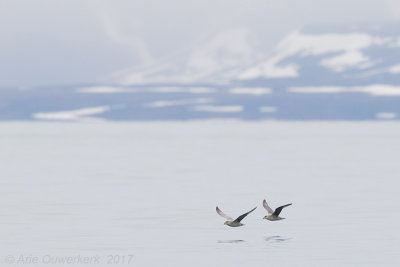 Northern Fulmar - Noordse Stormvogel - Fulmarus glacialis
