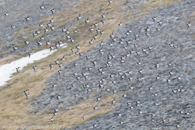 Kleine Alk - Little Auk - Alle alle