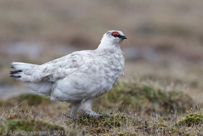 Spitsbergensneeuwhoen - (Rock) Ptarmigan - Lagopus muta hyperborea