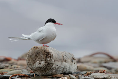 Noordse Stern - Artic Tern - Sterna paradisaea