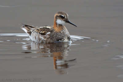 Grauwe Franjepoot - Red-necked Phalarope - Phalaropus lobatus