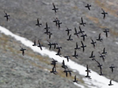 Kleine Alk - Little Auk - Alle alle