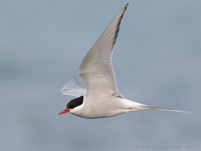 Noordse Stern - Artic Tern - Sterna paradisaea